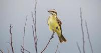 Tropical bird never before seen in Colorado spotted on Eastern Plains