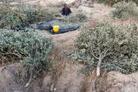 Israeli bulldozers uproot Palestinian olive trees ahead of annual harvest