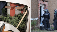 Cops bust 36 suspected Vietnamese gangsters and shut down drug farms in series of early morning raids