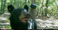 Black bears are slowly increasing in Oklahoma. Scientists are taking a closer look