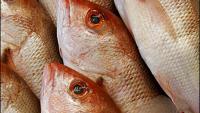 South Carolina gets longer red snapper season as conservation concerns emerge