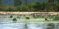 $40M project restores disappearing Mississippi River islands, habitats