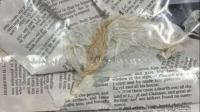 Evangeline Parish inmates allegedly used Bible papers soaked in chemicals to make cigarettes