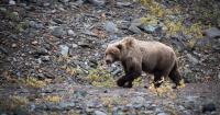 Fish and Game kills 3 brown bears in South Anchorage after reports of property damage, trash can feedings