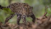 A 'Weird Cat' Found as a Kitten on a Bolivian Road Is the First New Living Cat Species Named in Over a Century