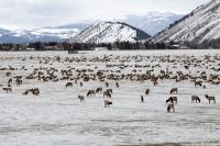 National Elk Refuge fields questions about what feeding elk could mean for Jackson Hole’s water
