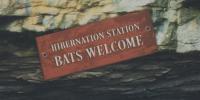 Over 250,000 endangered Indiana bats returning to Hannibal’s Sodalis Nature Preserve