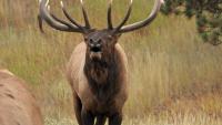 Reintroduction of 1,500 Elk in former coal mines in Kentucky increases herd to 10,000 specimens