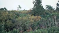 Abandoned agricultural project in North Carolina emits 130,000 tons of CO2; company seeks to restore damaged peatland