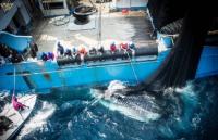 Gabon’s fisheries breakthrough: a decisive push to reclaim its waters and wealth