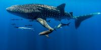 Sharks often swim across national borders. Our conservation efforts must travel with them