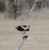 Bunker Population Dwindles – Imperiling the Food Chain