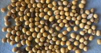 Optimum seeding window, fall weed realities, and corn issues | Wheat Pete's Word, Sept 23