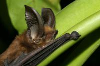 New Genomic Research Reveals Bats Originated in Europe