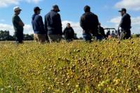 Disease in flax not always evident until harvest