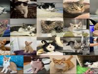Fraudster who tortured cats gets Virginia’s harshest-ever animal abuse penalty
