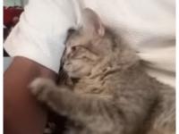 UAE rescuers respond to video of man abusing cat