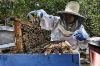 In Mexico’s mangroves, this family protects trees and bees