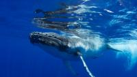 Tongan-led whale research ties traditional knowledge and science together