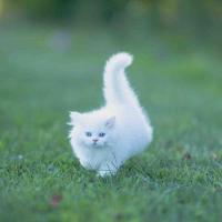 Weirdest cat videos the internet can’t stop: Videos of cats