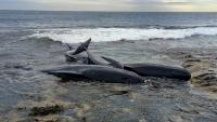 Whale stranding in England leaves six cetaceans dead and raises scientific alarm