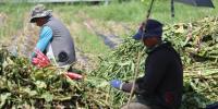 Lao Migrant Workers Send Home USD 500 Million in First Seven Months of 2026