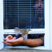 Migratory birds find a vital stopover in Istanbul