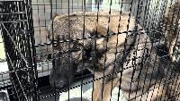 FLORIDA LAW TARGETS ANIMAL CRUELTY WITH NEW PENALTIES, ONLINE DATABASE
