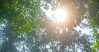 How climate change is affecting Minnesota's trees