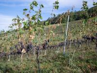 Severe weather caused CHF60m Swiss crop damage