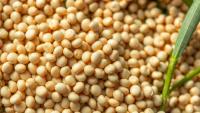 Hidden Microbes Inside Mung Bean Show Striking Stress Tolerance and Fungal-Fighting Power