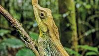 Lizard with a Leaf on its nose is asking Sri Lanka a difficult question