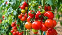 Ghana’s tomato gap: can smart technology turn farmers’ potential into production?