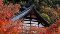 Travelling to Japan for autumn colours? 10 things to know before you go