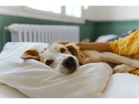 Clearing the Path: Mars Launches Pet Adoption Resource Hub, as New Research Reveals What Holds Adopters Back