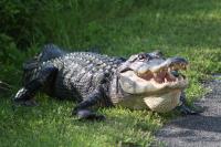 Alligator Encounter - Louisiana 6 Most Alligator Filled Rivers
