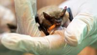 Want to be a wildlife rehabber? Furry, feathery, scaly tales from the front