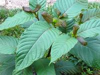 Colorado Smoke Shop Owners Agree to $152K Kratom Settlement