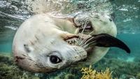 Playful sea lion pups “chased, gently nipped, and twisted around the camera, fascinated by their reflections in its curved dome port,” explains winner of prestigious ocean photography award