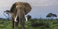 Elephants found to forage and mix their own medicines