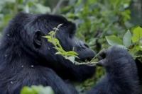 Ugandans plant trees near national park to keep people out of gorillas’ habitat