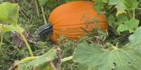 Mill Creek Farm pumpkin patch reopens this weekend as Illinois leads nation in pumpkin production