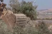 Israeli bulldozers crush Palestinian olive trees ahead of harvest