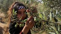 Days Before Harvest Season, Palestinians Find Their Olive Trees Destroyed by Israeli Occupation