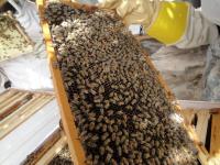 Oman mandates permits for transporting honeybee hives across governorates