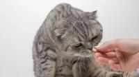 Hairballs in cats: nuisance or warning sign?