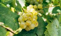 Croatian vineyards face growing threat as grapevine disease spreads across 14 counties