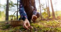 Tiney Ricciardi: Mushroom foraging is a slower way to enjoy the outdoors; that’s what makes it awesome