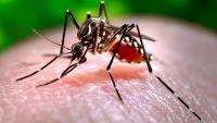 Experimental project releases 30,000 mosquitoes in Lisbon that do not bite