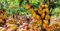 World’s second-largest cocoa producer seeks $1.4 billion at home after three-decade foreign loan model collapses